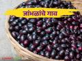 अंबरनाथमधील हे गाव होणार जांभळांचे गाव १० हेक्टरवर रोपांची लागवड - Marathi News | This village in Ambernath will be a village of Jambhal Plantation of seedling on 10 hectares | Latest agriculture News at Lokmat.com