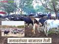 गुरांच्या बाजारात जनावरांच्या किमती गेल्या लाखाच्या पार; वाचा गाय व म्हैशीत कोण खातंय भाव? - Marathi News | Animal prices in the cattle market have crossed one lakh rupees; Read: Who is eating the price of cows and buffaloes? | Latest agriculture News at Lokmat.com
