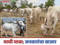 Pandharpur Janavare Bajar : माघी यात्रेनिमित्त पंढरपुरातील वाखरीत भरणार जनावरांचा बाजार - Marathi News | Pandharpur Janavre bajar : Livestock market to be held in Pandharpur's barn on the occasion of Maghi Yatra | Latest agriculture News at Lokmat.com