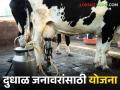 या प्रवर्गातील शेतकऱ्यांना मिळणार दुधाळ गायी व म्हशी.. काय आहे योजना वाचा सविस्तर - Marathi News | Farmers in this category will get milch cow and buffalos.. What is the scheme read in detail | Latest agriculture News at Lokmat.com