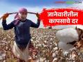 Kapus Market : शेतकऱ्यांनो! नवीन वर्षात कापसाला चांगला भाव मिळेल, पहा जानेवारीतील अंदाज - Marathi News | Latest News Kapus market Estimated potential price of the cotton crop for the January 2026 period | Latest agriculture News at Lokmat.com