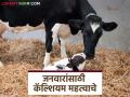 जनावरांत कॅल्शियमची कमतरता होऊ नये म्हणून करा हे सोपे उपाय; वाचा सविस्तर - Marathi News | Follow these simple steps to prevent calcium deficiency in livestock; Read in detail | Latest agriculture News at Lokmat.com