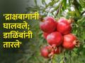 जतच्या डाळिंबाना यंदा उच्चांकी भाव - Marathi News | Jat pomegranates fetch high prices this year | Latest agriculture News at Lokmat.com