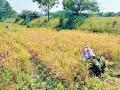 दुष्काळी जत तालुक्यातही आता कोकणातील ‘इंद्रायणी’चा सुगंध - Marathi News | Cultivation of Indrayani rice varieties in Konkan in drought jat taluka sangli | Latest sangli News at Lokmat.com