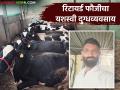 निवृत्त सैनिकाने दुग्ध व्यवसायातून साधली आर्थिक समृद्धता; दूध, शेणातून होतेय नऊ लाखांची कमाई - Marathi News | Retired soldier achieves financial prosperity through dairy business; earns nine lakhs from milk, cow dung | Latest agriculture News at Lokmat.com