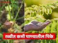 Rabbi Season Crops : रब्बीत सिंचनाची सोय नाही, कमी पाण्यात चांगलं उत्पन्न देणारी 'ही' पिके घ्या! - Marathi News | Latest News rabbi season Crops Grow these crops that give good yield with less water in Rabi season | Latest agriculture News at Lokmat.com