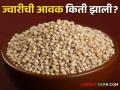 Jawar Bajarbhav : सोलापूर, पुण्यात मालदांडी ज्वारीला काय भाव मिळतोय, वाचा सविस्तर बाजारभाव - Marathi News | Latest News Todays Jawar Bajarbhav in solapur, pune market yards check here details | Latest agriculture News at Lokmat.com