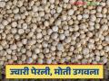 Sorghum Market: ज्वारीला आले 'अच्छे दिन'; मागणीमुळे मिळणार चांगले दर वाचा सविस्तर - Marathi News | Sorghum Market: 'Good days' for sorghum; Good prices due to demand Read in detail | Latest agriculture News at Lokmat.com