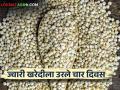 Sorghum Market Update : तुम्ही ज्वारी खरेदीची नोंदणी ऑनलाइन केली का; काय आहे शेवटची तारिख? वाचा सविस्तर   - Marathi News | Sorghum Market Update : Have you registered to sale sorghum online; What is the last date? Read in detail   | Latest agriculture News at Lokmat.com
