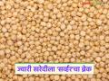 Jwari Kharedi: 'सर्व्हर डाऊन'मुळे शासकीय ज्वारी खरेदी ठप्प; शेतकऱ्यांचं काय होणार? वाचा सविस्तर - Marathi News | latest news Jwari Kharedi: Government jowar Kharedi halted due to 'server down'; What will happen to farmers? Read in detail | Latest agriculture News at Lokmat.com