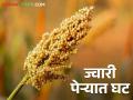 खरीप हंगामात ज्वारीचा पेरा किती; उत्पादनात घट होण्याची भीती ! - Marathi News | How much to sow sorghum in Kharif season; Fear of a decrease in production! | Latest agriculture News at Lokmat.com