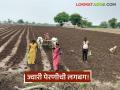 Jowar sowing : ओलावा, ऊन आणि आशा; रब्बी हंगामात बळीराजाचा नवा विश्वास! - Marathi News | latest news Jowar Sowing: Moisture, heat and hope; Baliraja's new faith in the Rabi season! | Latest agriculture News at Lokmat.com