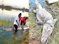 Crocodile :जायकवाडी धरणात मृतावस्थेत आढळली 7 फूट लांबीची महाकाय मगर - Marathi News | A huge 7 feet long crocodile was found dead in Jayakwadi Nathsagar dam | Latest chhatrapati-sambhajinagar News at Lokmat.com