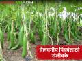 Vegetable Crops : वेलवर्गीय पिकांमध्ये संजीवकांचा वापर का आणि कसा करावा, वाचा सविस्तर  - Marathi News | Latest News Use Sanjivake in Vel Vargiy Pike Read in detail why and how to use biofertilizers in vegetbale crops | Latest agriculture News at Lokmat.com