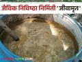 माती व पिकांसाठी अमृत असणारं हे जीवाणू खत कसे बनवाल? - Marathi News | How to make this bacterial fertilizer that is nectar for soil and crops? | Latest agriculture News at Lokmat.com