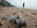 विसर्जनावेळी जेली फिश, वामचा धोका - Marathi News | Jelly fish during the immersion, left risk | Latest mumbai News at Lokmat.com