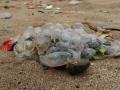 जुहू सिल्व्हर बीचवर जेलीफिशचे साम्राज्य - Marathi News | Jellyfish scare on city beaches | Latest mumbai News at Lokmat.com