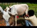 अबब... गाढविणीचे दूध दोन हजार रुपये लिटर ! - Marathi News | Abba...donkey's milk two thousand rupees a liter! | Latest agriculture News at Lokmat.com