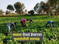 तेराशे हेक्टरवर मोगऱ्याचा दरवळ; सोनचाफाही बहरला - Marathi News | 1300 hectares of Mogray Darval; Sonchafa also bloomed | Latest agriculture News at Lokmat.com