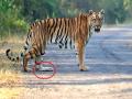 'ती' जखमी वाघीण आजही धडपडतेय उपचारांसाठी! - Marathi News | Pangdi Tigress in Tadoba had injured with a leg needs treatment | Latest chandrapur News at Lokmat.com