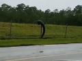 जाळीवर चढताना दिसली मगर; पाहा आश्चर्यचकित करणारा व्हिडीओ - Marathi News | Us florida alligator climbing fence at military base viral video | Latest social-viral News at Lokmat.com