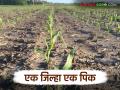 Agriculture News : काय आहे एक जिल्हा एक उत्पादन योजना, राज्याला कसा फायदा होईल? वाचा सविस्तर - Marathi News | Latest News Agriculture News What is One District One Product Scheme see details | Latest agriculture News at Lokmat.com