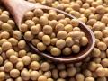 Soybean Bajarbhav: दुपारच्या सत्रात ८५५० क्विंटल सोयाबीनची आवक, कुठे कसा मिळतोय भाव? - Marathi News | Soybean Bajarbhav: Arrival of 8550 quintal soybeans in the afternoon session, where are the prices? | Latest agriculture News at Lokmat.com