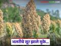 Jowar Cultivation : भलरीचे सूर झाले मुके… बदलत्या पिकपद्धतीनं मोडली ज्वारीची परंपरा - Marathi News | latest news Jowar Cultivation: The sound of the sorghum has become silent… Changing cropping patterns have broken the tradition of sorghum | Latest agriculture News at Lokmat.com