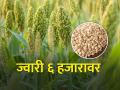 करमाळ्यात ज्वारीला सहा हजार रुपये भाव - Marathi News | The price of sorghum in Karmala is six thousand rupees | Latest agriculture News at Lokmat.com