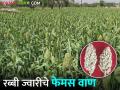 रब्बी ज्वारी पेरणी सुरु होईल लागवडीसाठी निवडा हे टॉप टेन वाण - Marathi News | Rabi jowar sowing will start Select these top ten varieties for sowing | Latest agriculture News at Lokmat.com