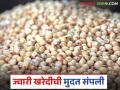 Jowar Kharedi : शासकीय गोंधळाचा फटका; हजारो क्विंटल ज्वारी खरेदीविना पडून वाचा सविस्तर - Marathi News | latest news Jowar Kharedi: The impact of government confusion; Thousands of quintals of jowar remain unpurchased Read in detail | Latest agriculture News at Lokmat.com