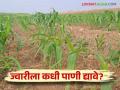 Jowar Lagwad : ज्वारी पिकाच्या अधिक उत्पादनासाठी कशा द्याल पाण्याच्या पाळ्या - Marathi News | How to provide irrigation for more production of sorghum crop | Latest agriculture News at Lokmat.com