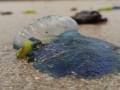 जुहू सिल्व्हर बीचवर मोठ्या प्रमाणात आले ऑइल टार बॉल व जेलीफिश - Marathi News | Jellyfish scare on city beaches | Latest mumbai News at Lokmat.com