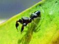 जम्पिंग स्पायडरच्या कुळातील नव्या प्रजातीचा शोध - Marathi News |  Discovery of a new species in the family of jumping spiders | Latest mumbai News at Lokmat.com
