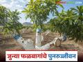 जुन्या फळबागांचं पुनरुज्जीवन, 'या योजनेंतर्गत शेतकऱ्यांना मिळतेय मदत, असा करा अर्ज  - Marathi News | Latest News agriculture News Farmers are getting help to revive old orchards fruit farms | Latest agriculture News at Lokmat.com