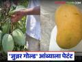 जुन्नरच्या शेतकऱ्याने विकसित केलेल्या 'या' आंब्याच्या जातीला मिळाले पेटंट; काय आहे खासियत? - Marathi News | This mango variety developed by a farmer from Junnar has been patented; what is its specialty? | Latest agriculture News at Lokmat.com