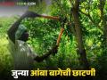 जुन्या आंबा बागेच्या पुनरुज्जीवनासाठी झाडांची छाटणी कशी करावी, वाचा सविस्तर  - Marathi News | latest News Amba Bag Chatani Read in detail how to prune trees to revive an old mango orchard | Latest agriculture News at Lokmat.com