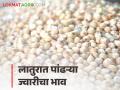Jawar Bajarbhav : लातूर जिल्ह्यात पांढऱ्या ज्वारीला काय भाव मिळाला? वाचा आजचे बाजारभाव - Marathi News | Latest News Todays jawar Market Price in latur, pune, buldhana market yard check here | Latest agriculture News at Lokmat.com