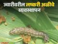 Rabbi Jwari Management : रब्बी ज्वारीवरील लष्करी अळीचा असा करा बंदोबस्त, वाचा सविस्तर  - Marathi News | Latest News Rabbi Jwari Management How to control lashkri ali armyworm on Rabi sorghum, read in detail | Latest agriculture News at Lokmat.com