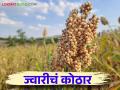 Solapur Jowar : सोलापूर जिल्ह्यात ज्वारी कोठाराचा मान या तालुक्याला; ५६ हजार हेक्टरवर पेरणी - Marathi News | Solapur Jowar : In Solapur district Jowar highest sowing is this taluka Sowing on 56 thousand hectares | Latest agriculture News at Lokmat.com