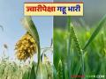 Gahu Jwari Market : ज्वारीपेक्षा गव्हाला मागणी अधिक, पण भाव कुणाचा भारी? वाचा सविस्तर  - Marathi News | Latest News Agriculture News Demand for wheat is higher than sorghum see market Read in detail | Latest agriculture News at Lokmat.com