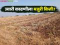 ज्वारी काढणीच्या मजुरीत झाली वाढ; वाचा पुरुष व महिलांना दिवसाला किती रुपये मजुरी? - Marathi News | Wages for sorghum harvesting have increased; Read: How much is the daily wage for men and women? | Latest agriculture News at Lokmat.com