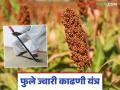 Jwari Kadhani Yantra : फुले ज्वारी काढणी यंत्राची किमया न्यारी, कमी कष्टात उत्पादन भारी, वाचा सविस्तर   - Marathi News | latest news Mahatma Phule Agricultural University's jowar harvesting machine read in detail | Latest agriculture News at Lokmat.com