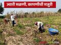 Jwari Harvesting : ज्वारी कापणी, मळणीसाठी किती रुपये मजुरी दिली जातेय? जाणून घ्या सविस्तर  - Marathi News | Latest News jwari harvesting wage paid for harvesting and threshing sorghum read in details | Latest agriculture News at Lokmat.com
