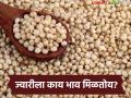Jwari Market : पुण्यात मालदांडी ज्वारी खातेय भाव, शाळू अन् रब्बी ज्वारीला सरासरी दर काय मिळतोय?  - Marathi News | Latest news Jwari Market average price of Maldandi jowar in Pune, Shalu and Rabi jowar prices | Latest agriculture News at Lokmat.com