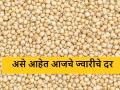 Sorghum Market : पैठण बाजार समितीत रब्बी ज्वारीच्या दरात घसरण, आज काय भाव मिळाला?  - Marathi News | Latest News 21 april 2024 Sunday Sorghum Market Price In Maharashtra | Latest agriculture News at Lokmat.com