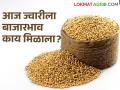 कुठल्या बाजार समितीत ज्वारीला चांगला भाव मिळतोय, जाणून घ्या आजचे दर  - Marathi News | Latest News Todays Sorghum Market Price in maharashtra bajar samiti | Latest agriculture News at Lokmat.com