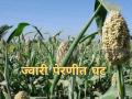 रब्बी हंगामात ज्वारी पेरणीत घट, दरही कमीच - Marathi News | Latest news Decline in sorghum sowing in Rabi season, prices are also low | Latest agriculture News at Lokmat.com