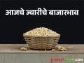 Jawar Bajarbhav : रब्बी आणि शाळू ज्वारीला काय भाव मिळतोय? वाचा आजचे बाजारभाव - Marathi News | Latest News todays Jawar bajarbhav in market yards check here sorghum market price | Latest agriculture News at Lokmat.com