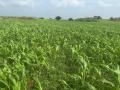 परतीच्या पावसाने शिरदाळेतील ज्वारी पिकाला नवजीवन - Marathi News | Returning rains give new life to sorghum crop in Shirdale | Latest pune News at Lokmat.com